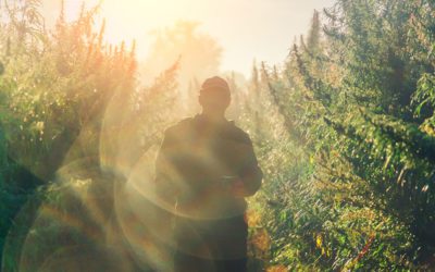 Thinking Ahead For Cannabis Marketing in 2023: Ezzey CEO for Leaf Retailer